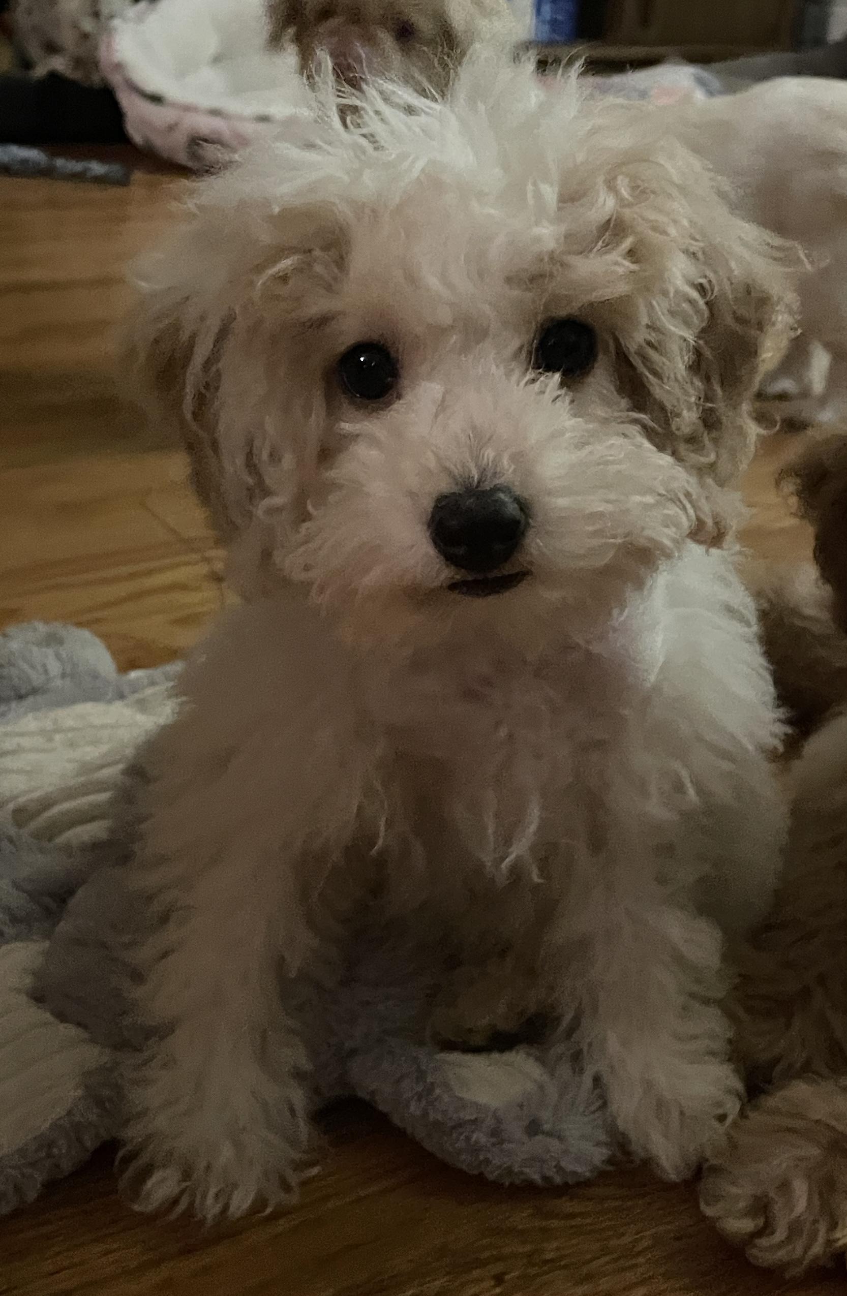 Enlarge Molly, a ADOPTABLE Poodle in Overland Park, KS image 2/2