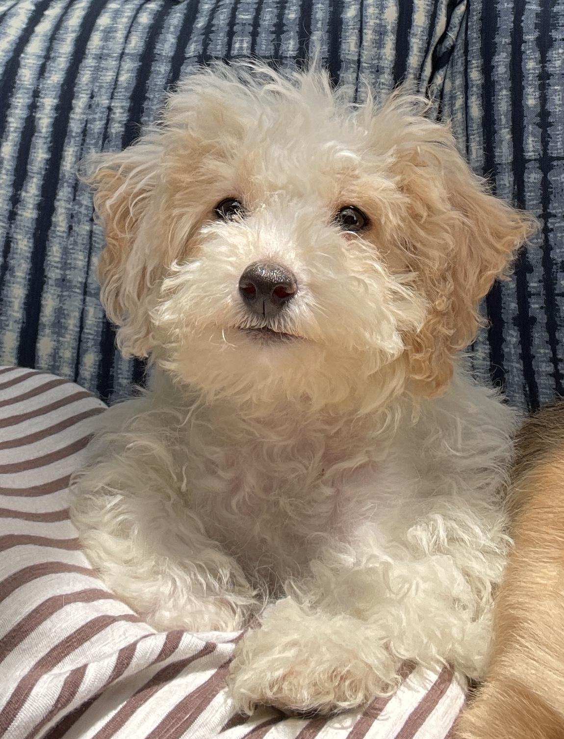 Molly, ADOPTABLE, Puppy Female Poodle.