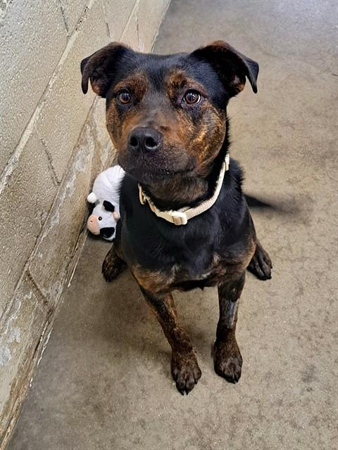 Enlarge ZOE, a Adoptable mixed breed in Easton, MD image 1/1