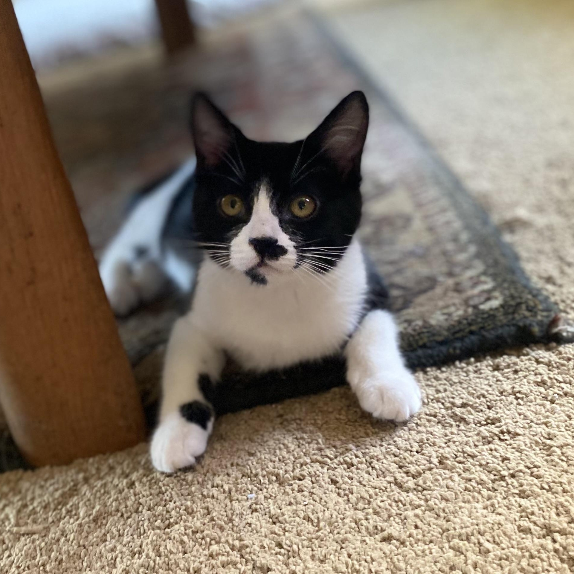Enlarge Lucia, a Adoptable Domestic Short Hair in Portland, OR image 2/4
