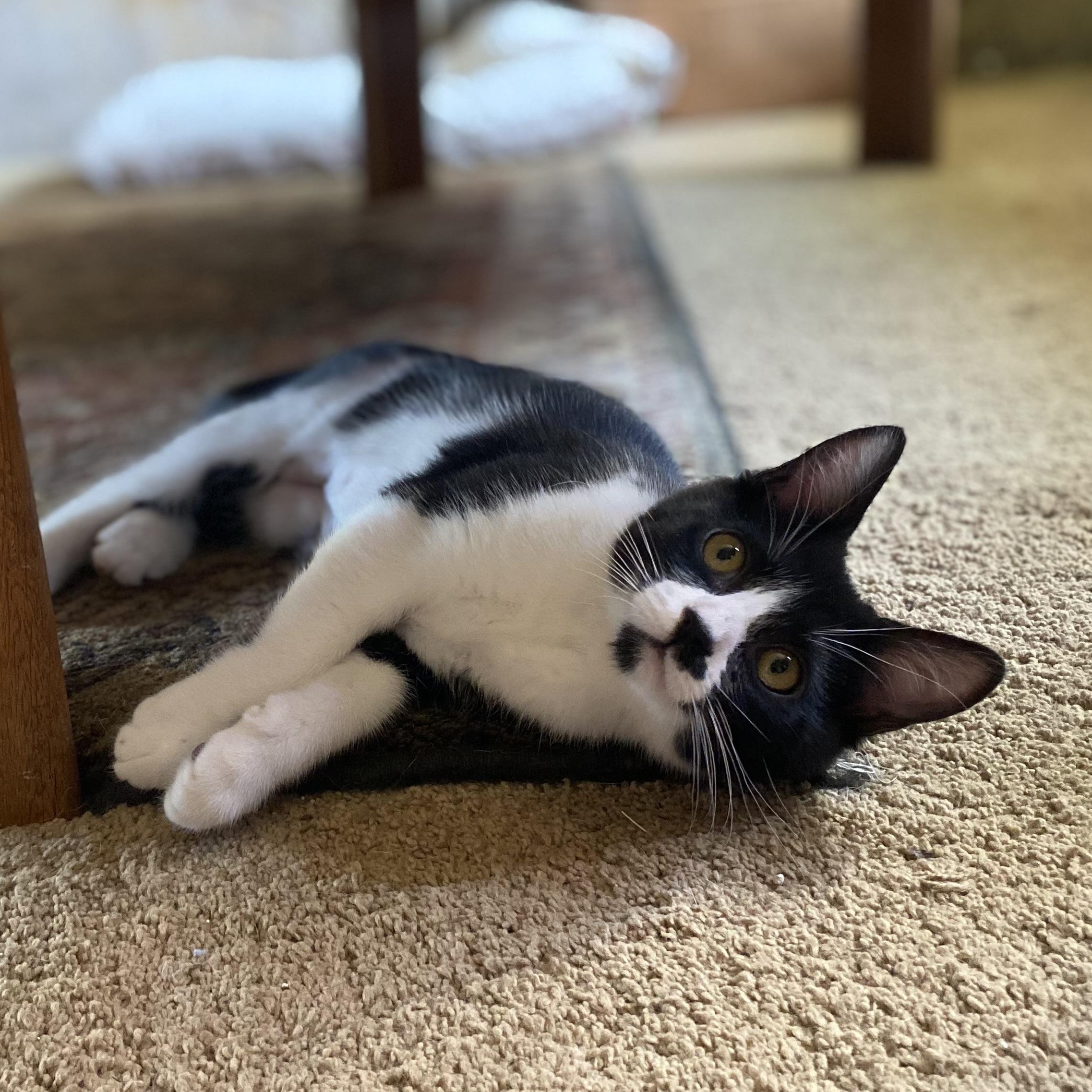 Enlarge Lucia, a Adoptable Domestic Short Hair in Portland, OR image 3/4