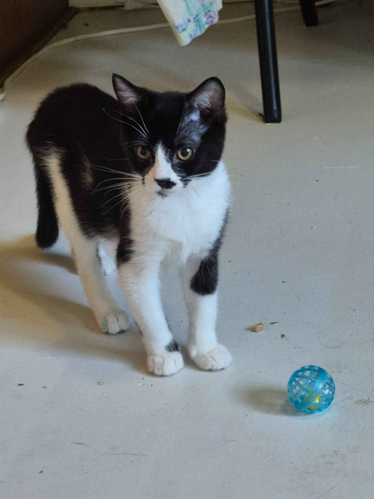Enlarge Lucia, a Adoptable Domestic Short Hair in Portland, OR image 1/4