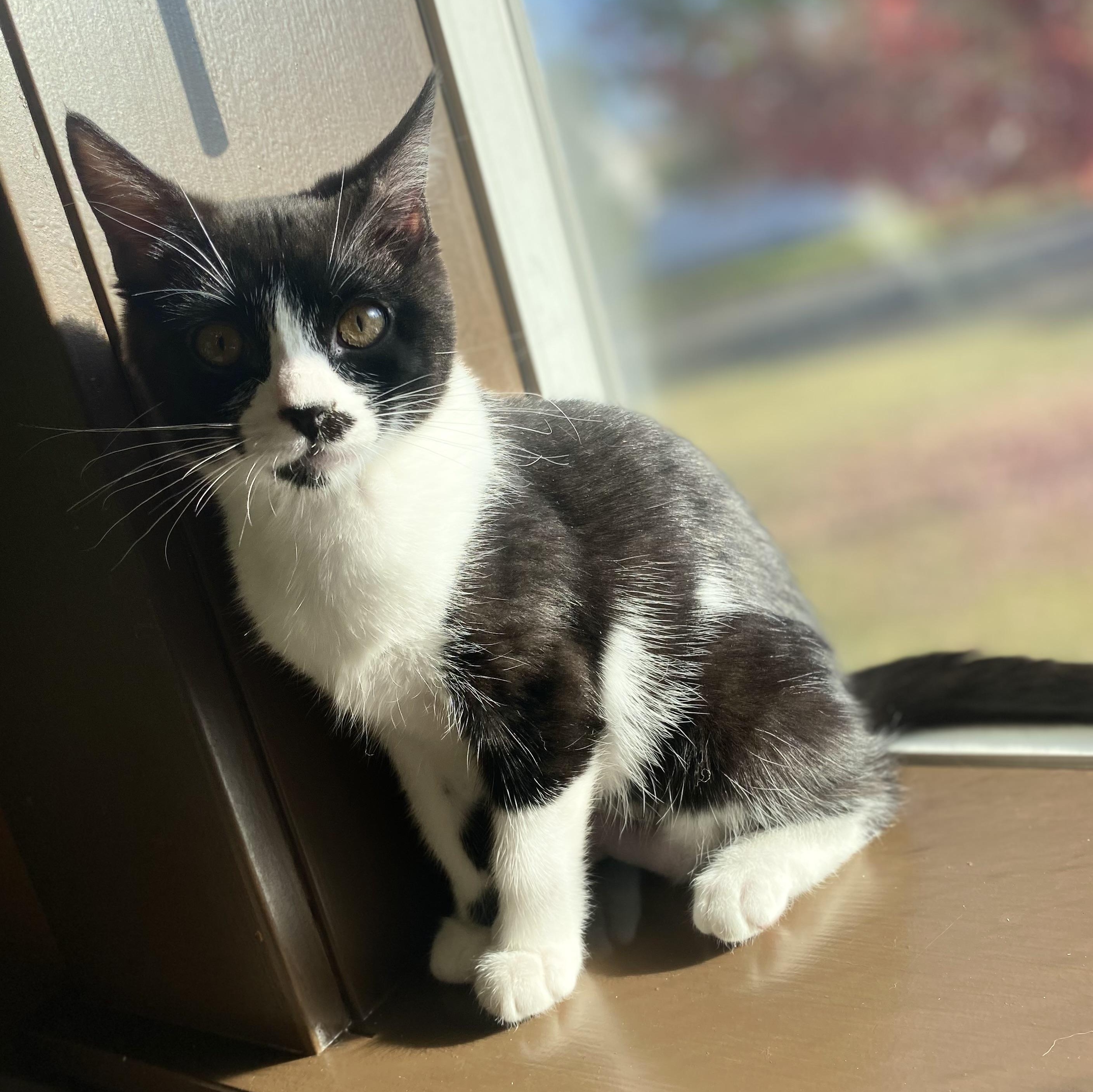 Enlarge Lucia, a Adoptable Domestic Short Hair in Portland, OR image 4/4