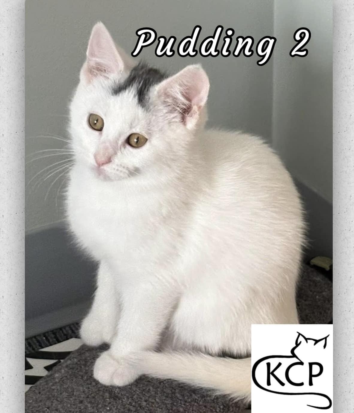 Pudding 2, an adoptable Domestic Short Hair in Courtenay, BC, V9N 7P1 | Photo Image 1