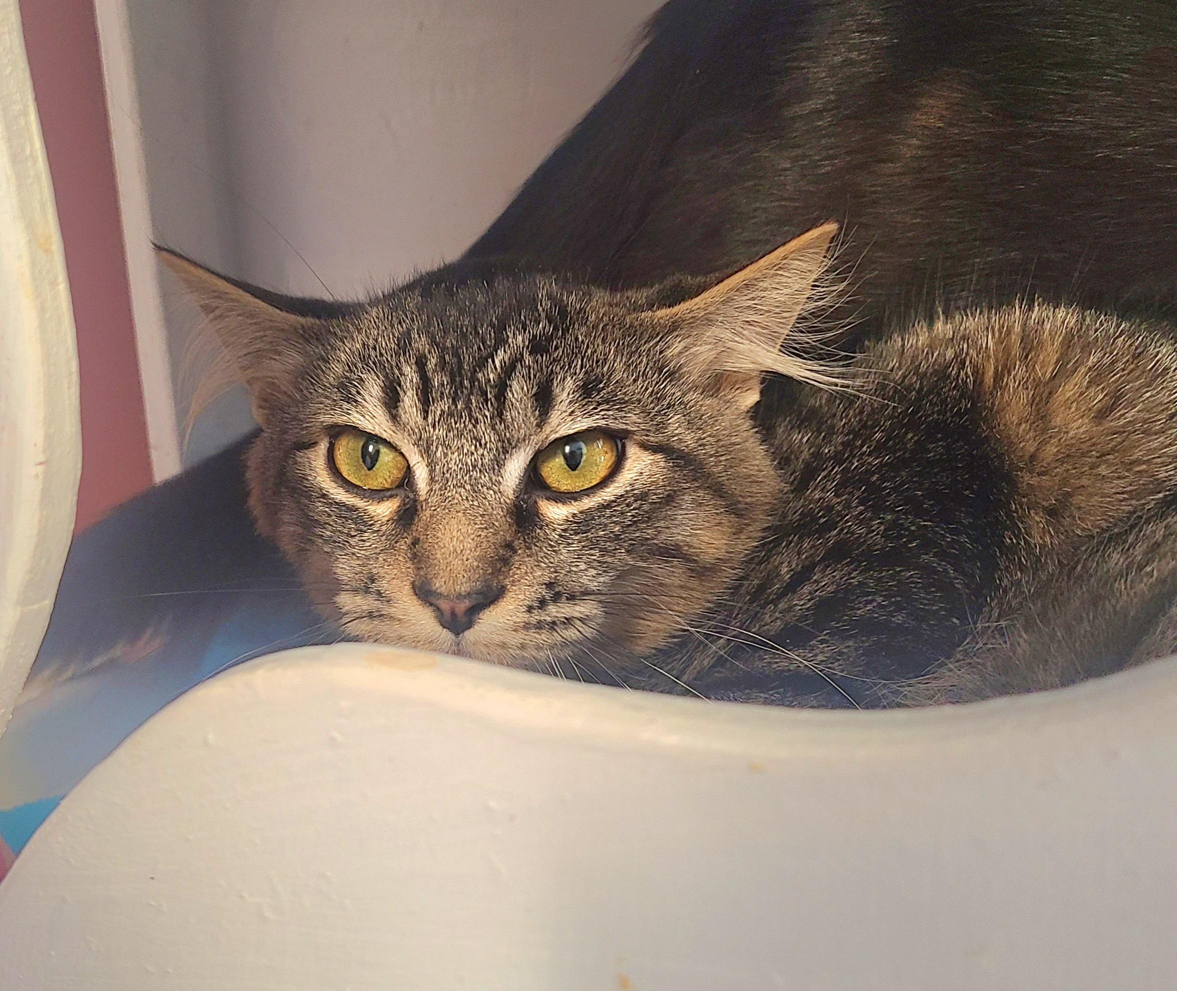 Enlarge Jen, Joey and Pacey, an adoptable Domestic Short Hair in Kirkland, WA image 3/3