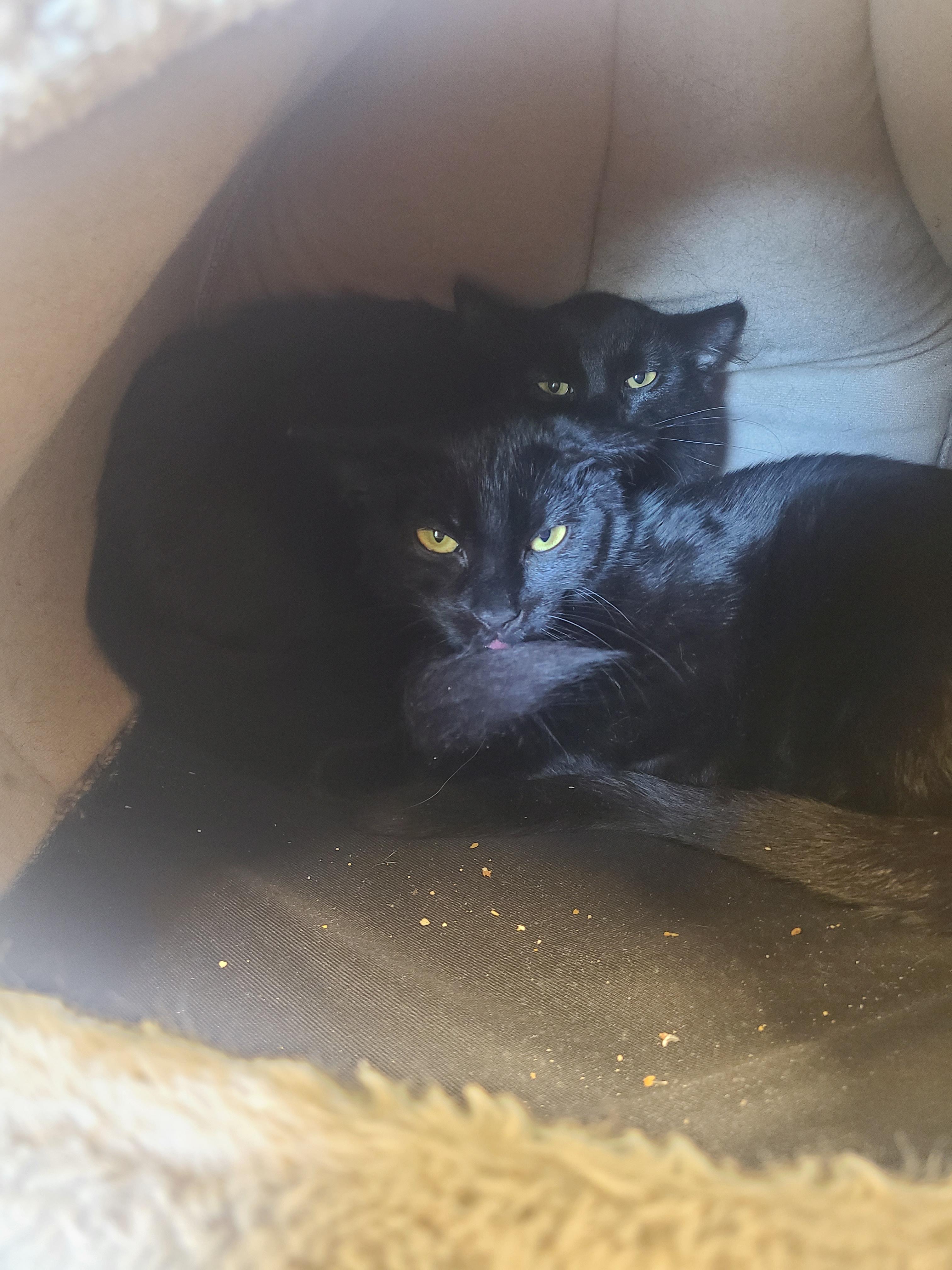 Enlarge Jen, Joey and Pacey, an adoptable Domestic Short Hair in Kirkland, WA image 2/3