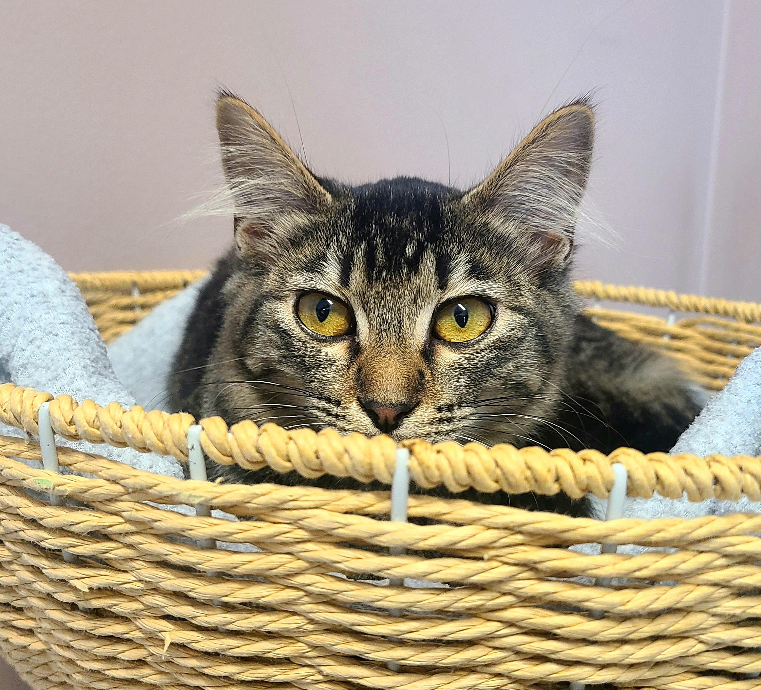 Jen, Joey and Pacey, adoptable, Kitten Female Domestic Short Hair.
