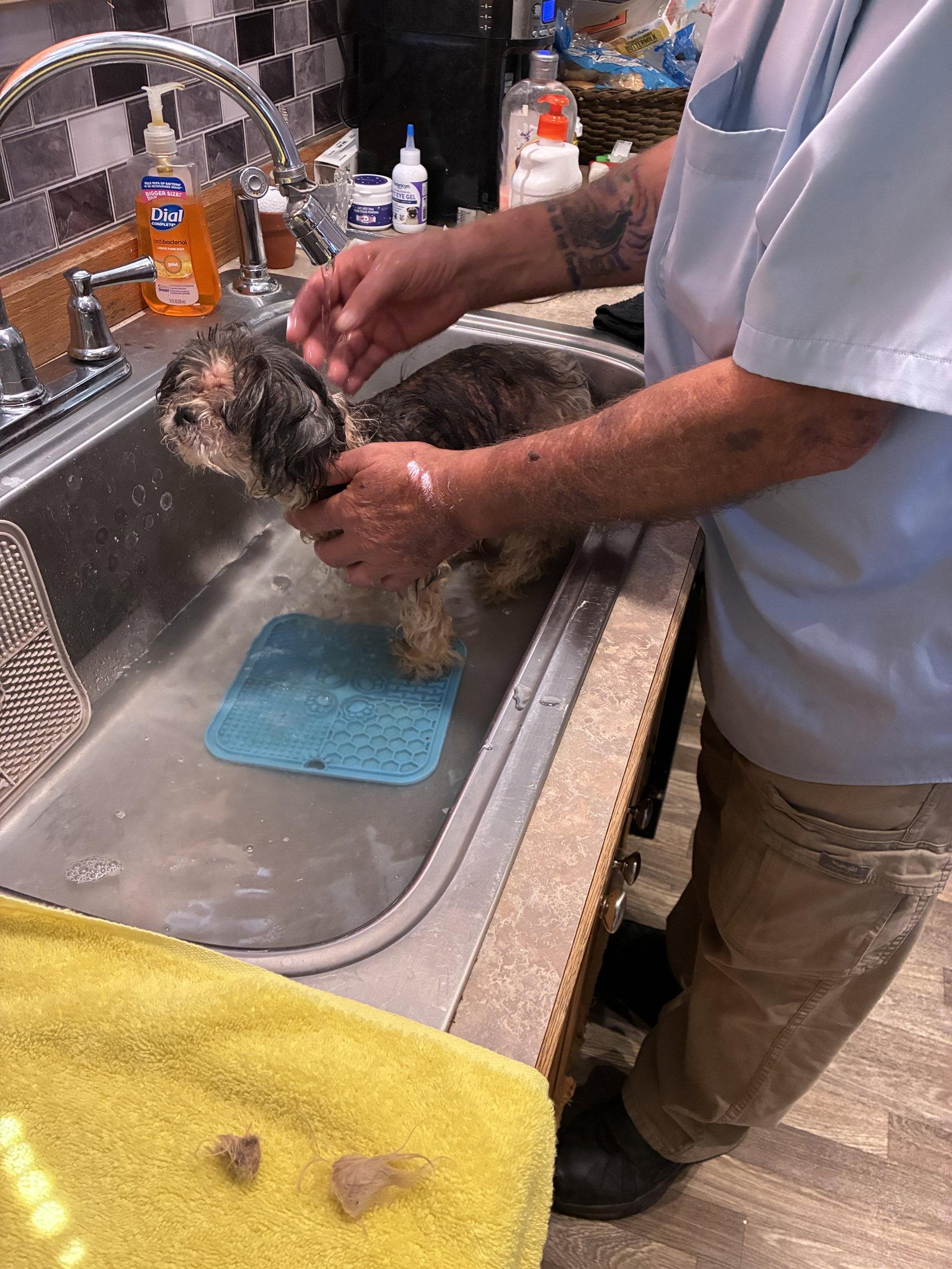 Enlarge Dolly, a Adoptable Shih Tzu in Middlesex, NC image 2/3