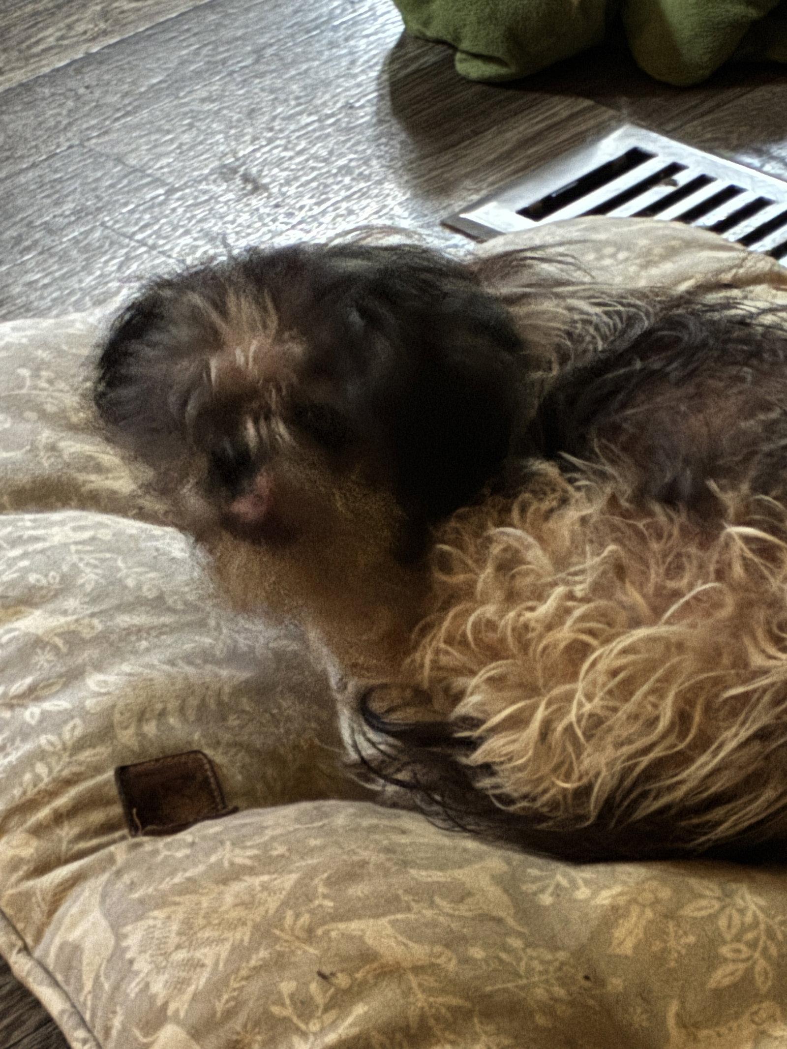Enlarge Dolly, a Adoptable Shih Tzu in Middlesex, NC image 3/3