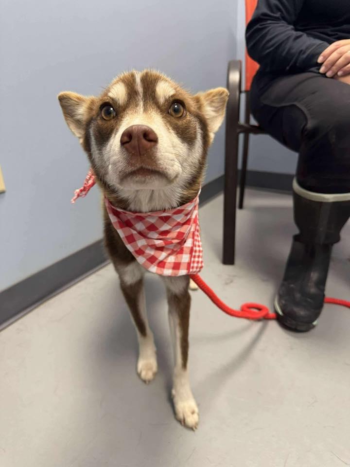 Sadie, a Adoptable mixed breed in Zanesville, OH image 1/3