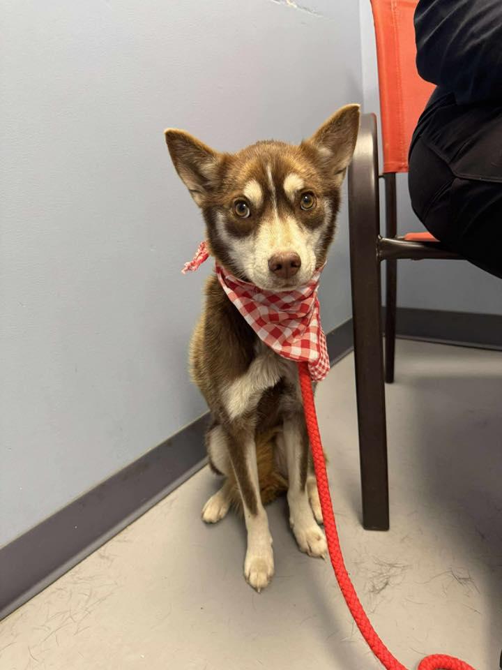 Sadie, a Adoptable mixed breed in Zanesville, OH image 2/3