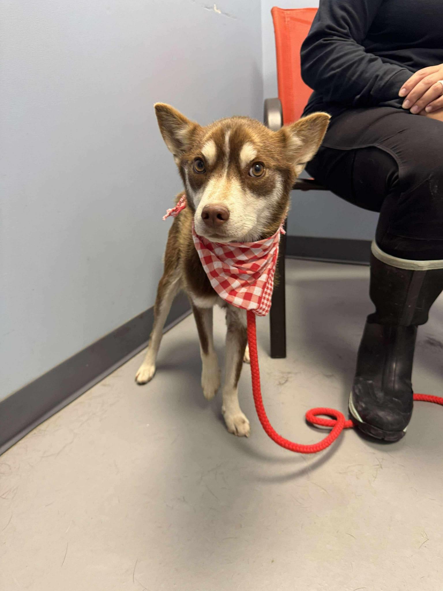 Sadie, a Adoptable mixed breed in Zanesville, OH image 3/3