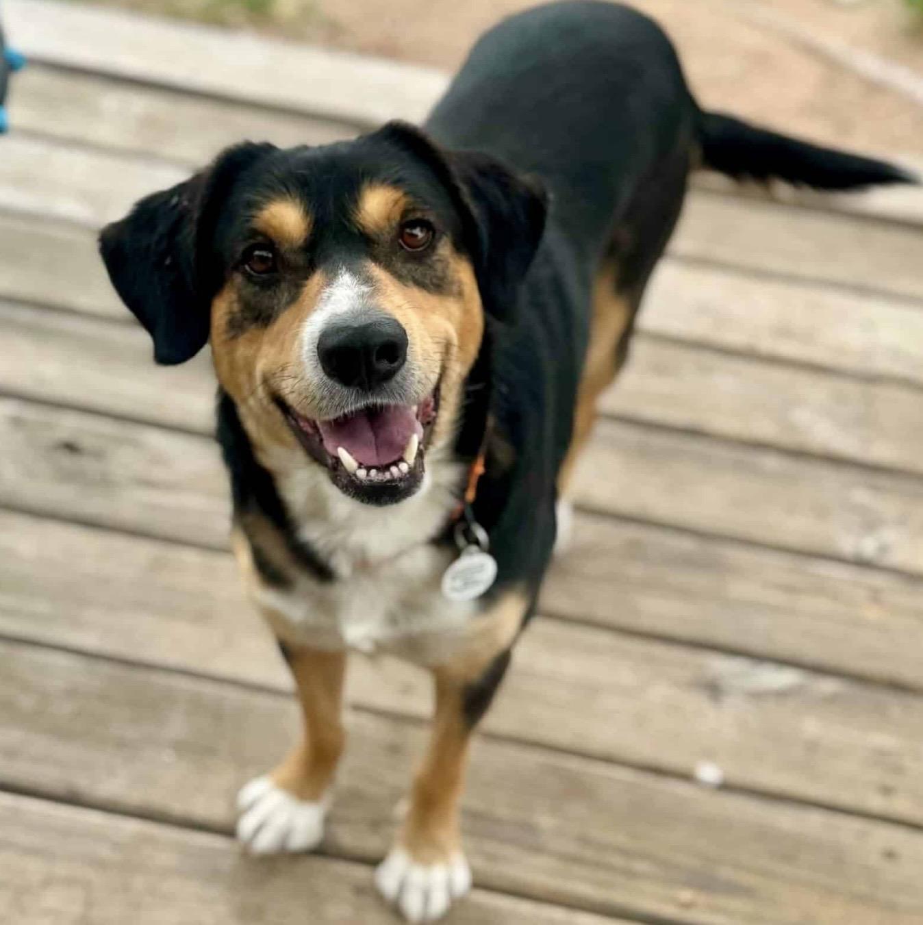 Cadbury, ADOPTABLE, Young Male Australian Shepherd & German Shepherd Dog.