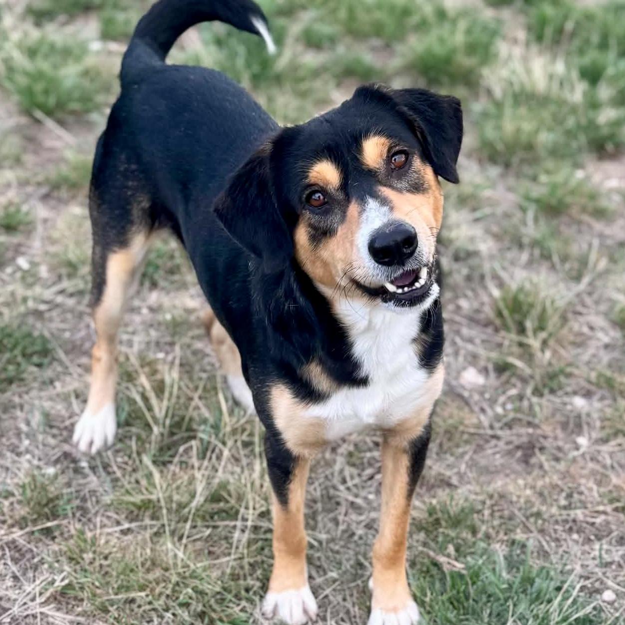 Enlarge Cadbury, a ADOPTABLE mixed breed in Mead, CO image 1/6