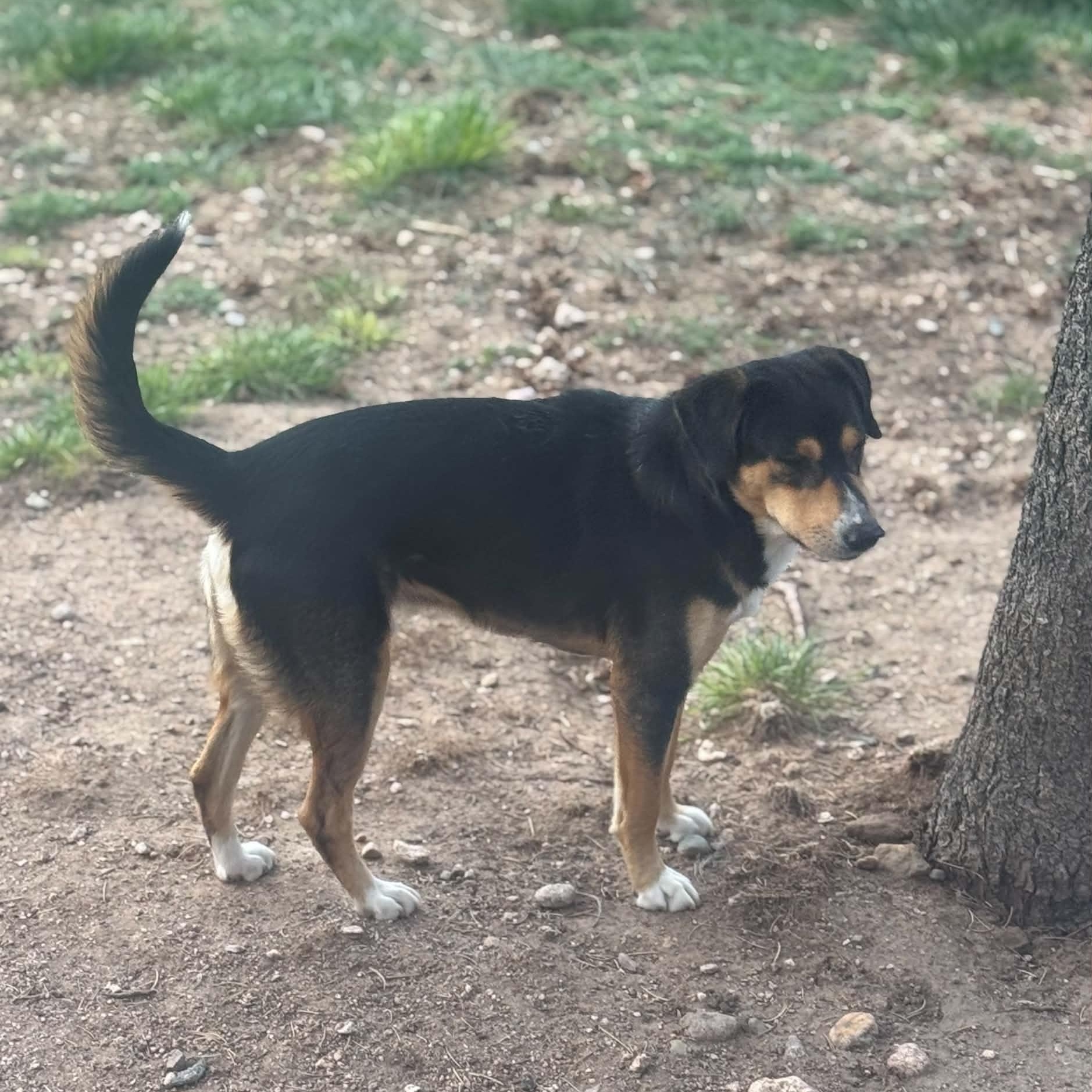 Enlarge Cadbury, a ADOPTABLE mixed breed in Mead, CO image 2/6