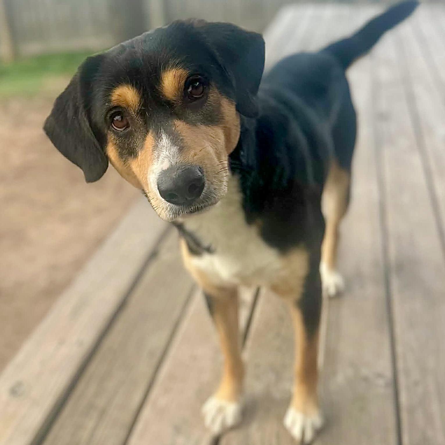 Enlarge Cadbury, a ADOPTABLE mixed breed in Mead, CO image 6/6
