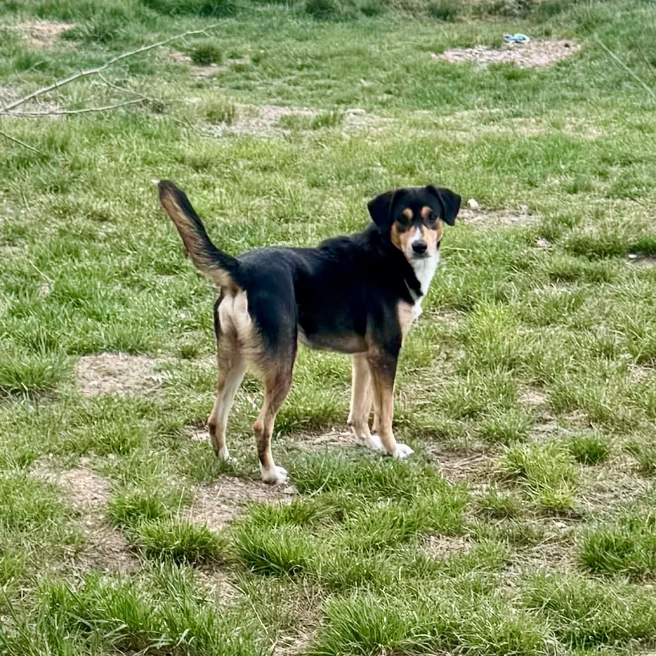 Enlarge Cadbury, a ADOPTABLE mixed breed in Mead, CO image 5/6