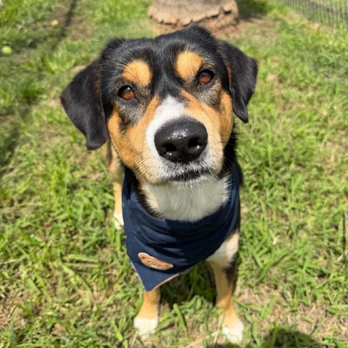Enlarge Cadbury, a ADOPTABLE mixed breed in Mead, CO image 3/6