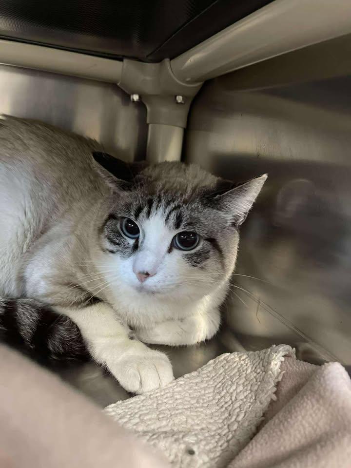 Moki, ADOPTABLE, Young Male Domestic Short Hair.