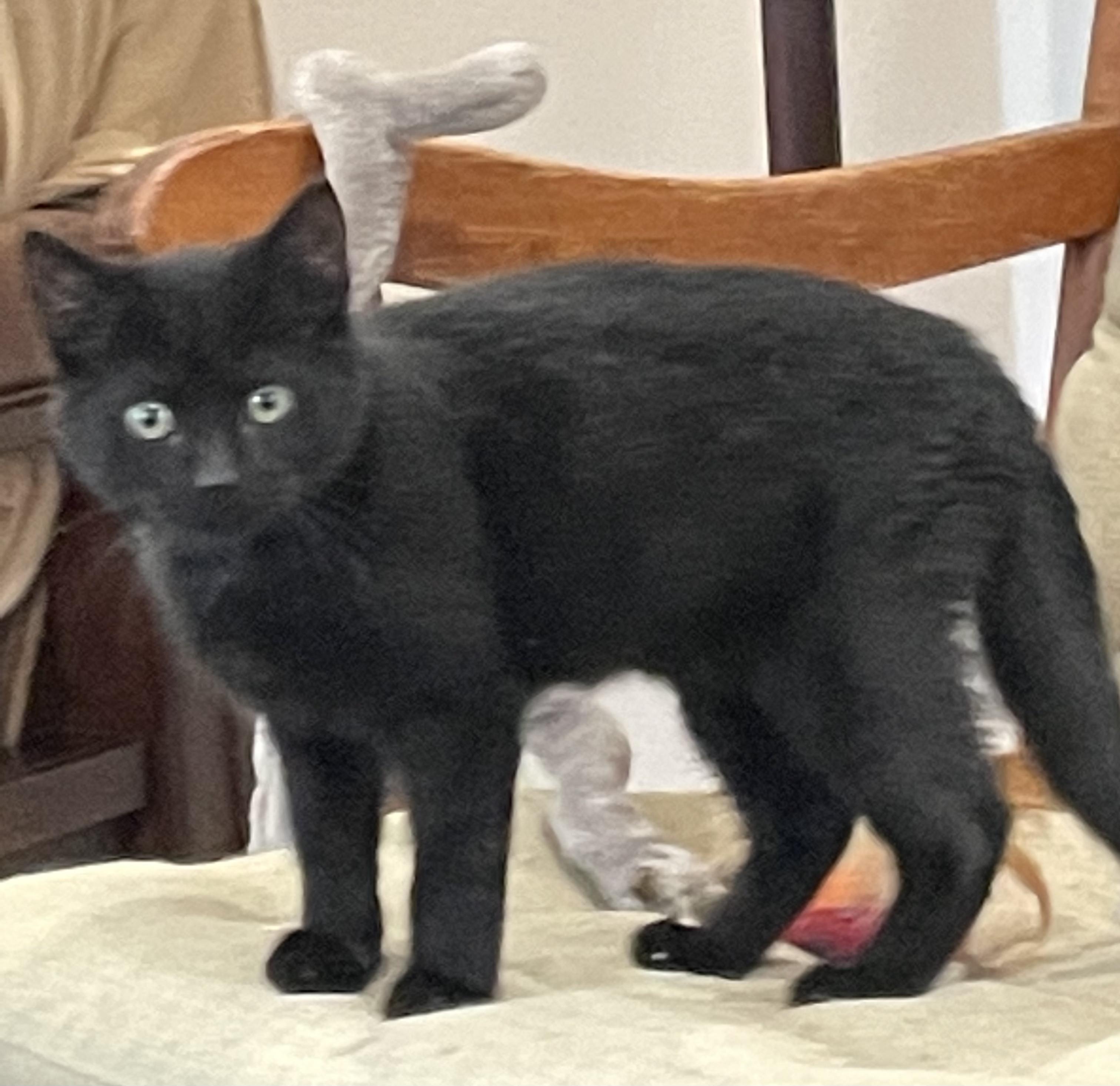 Crew, Adopted, Young Male Domestic Short Hair.