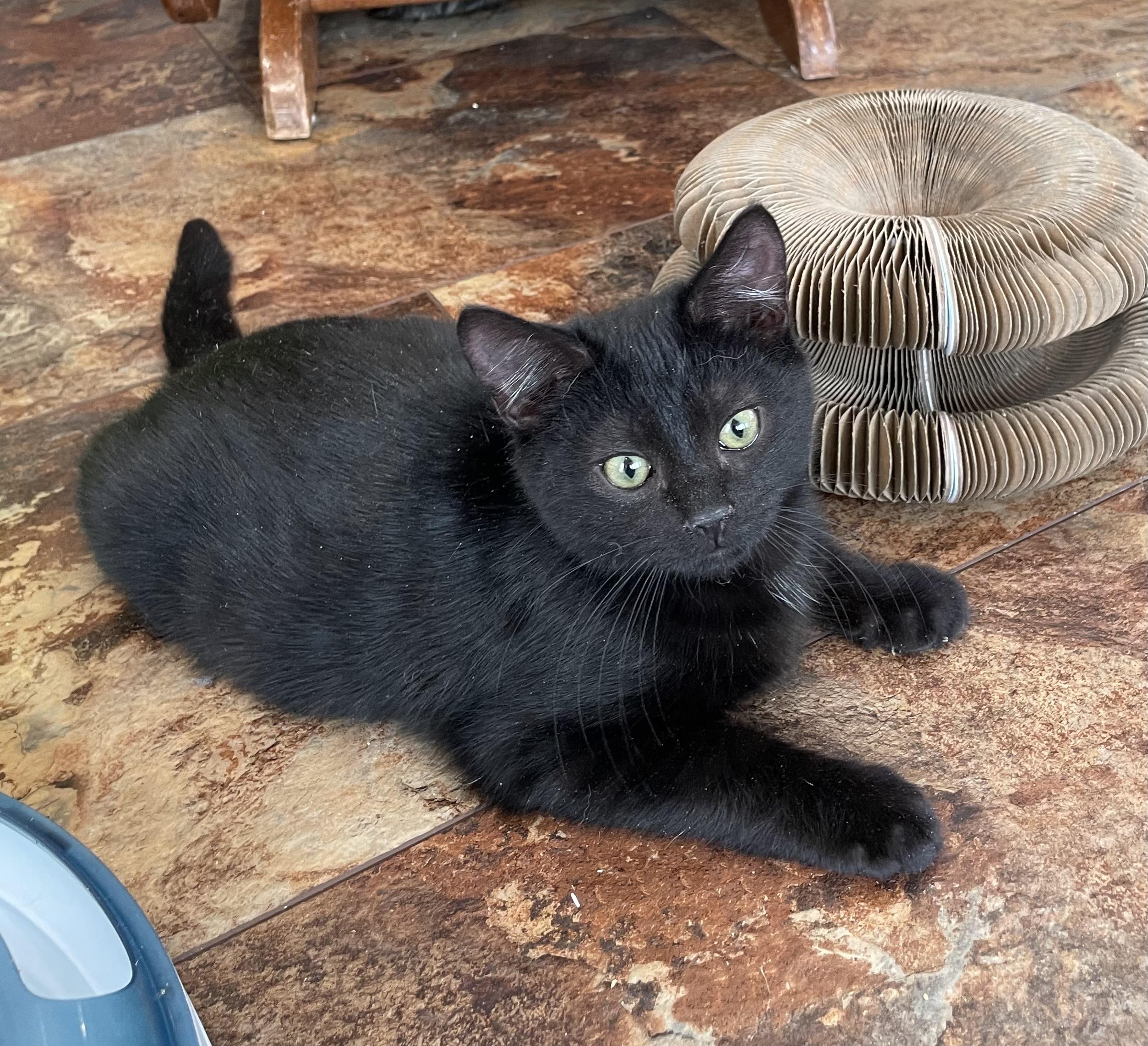 Enlarge Crew, a Adopted Domestic Short Hair in Hershey, PA image 3/6