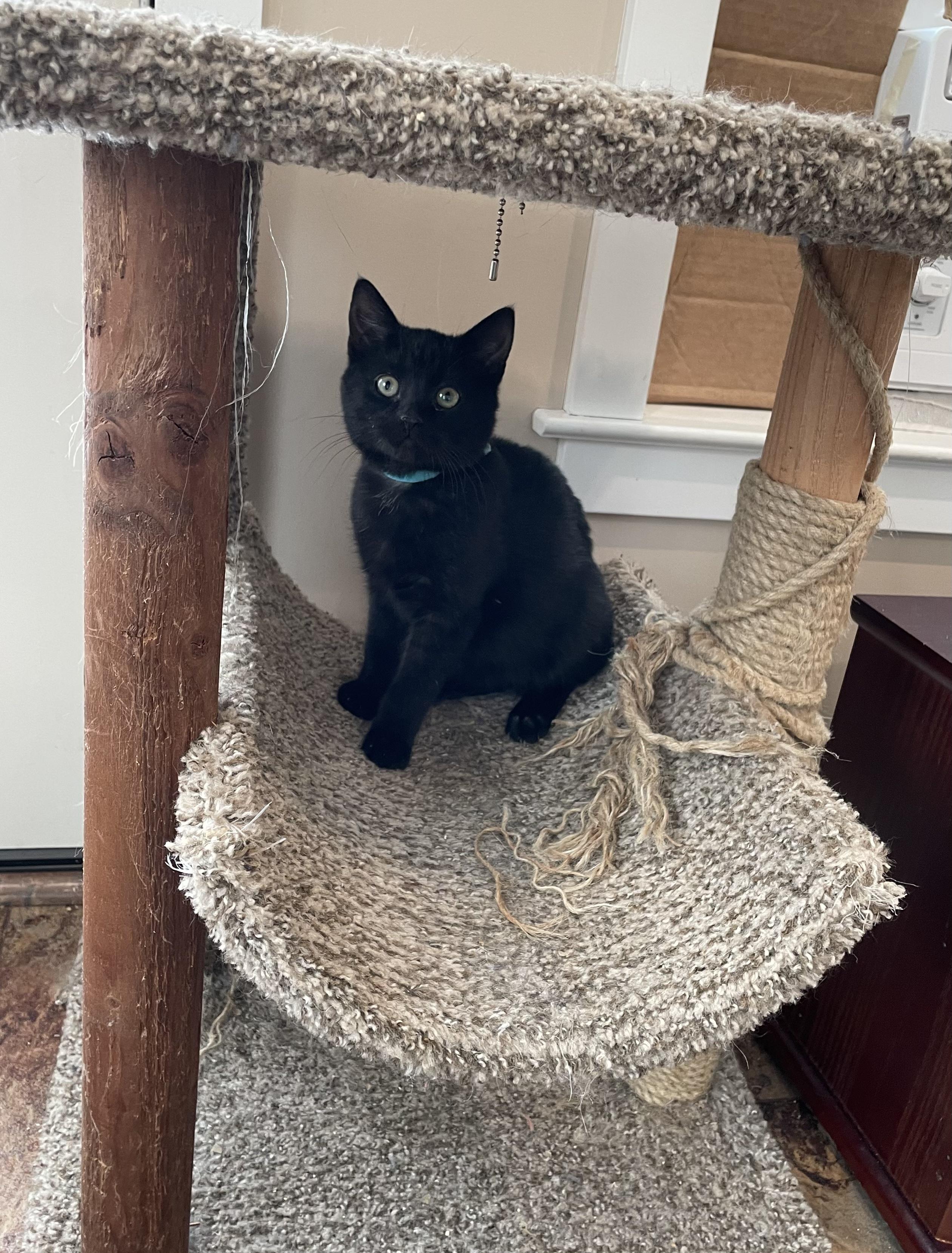 Enlarge Crew, a Adopted Domestic Short Hair in Hershey, PA image 4/6