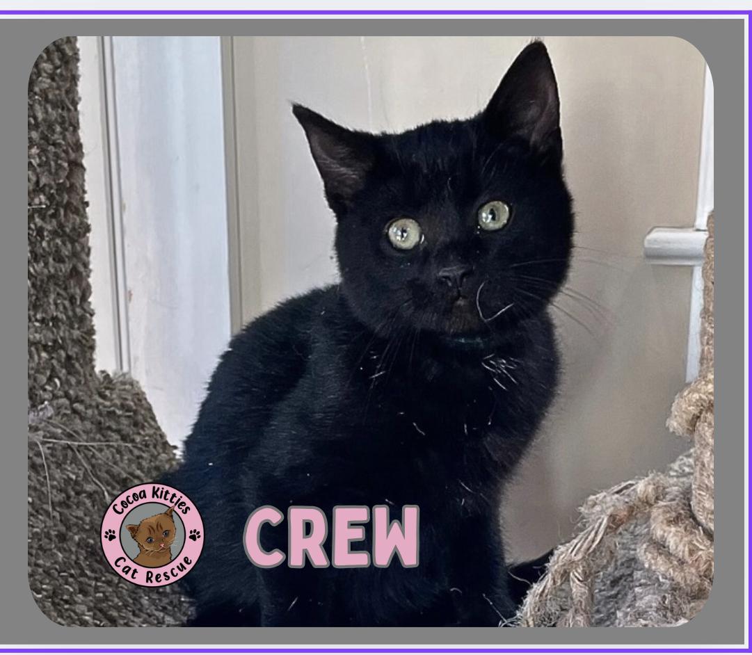 Enlarge Crew, a Adopted Domestic Short Hair in Hershey, PA image 6/6
