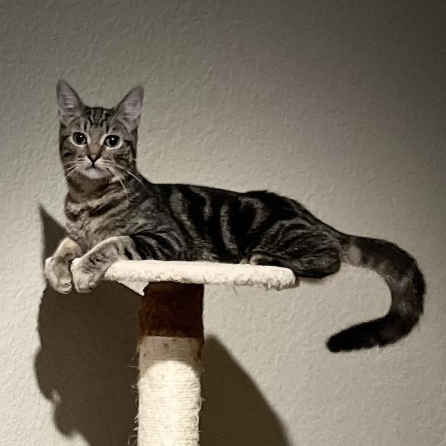 Maui Jim, Adoptable, Young Male Domestic Short Hair.