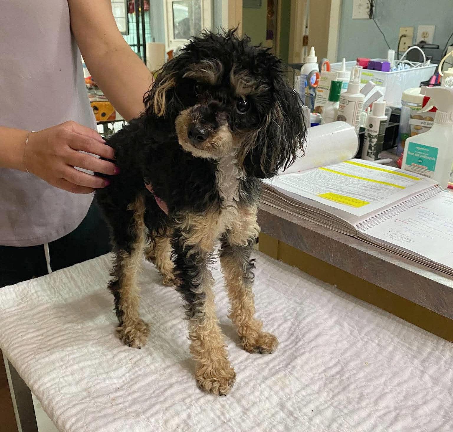 Cider (NOT YET AVAILABLE), Adoptable, Young Male Poodle.