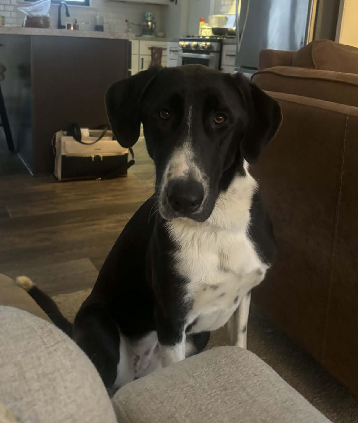 Dipper, a ADOPTABLE mixed breed in Allendale, MI image 3/4