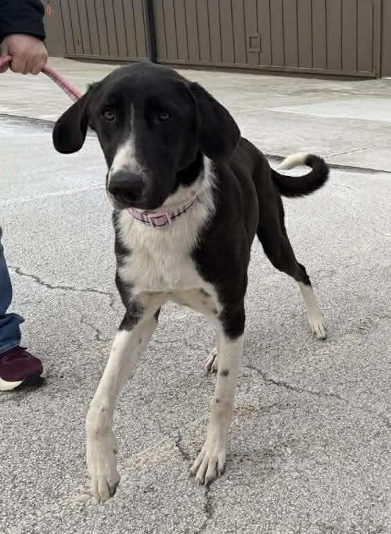 Dipper, a ADOPTABLE mixed breed in Allendale, MI image 4/4