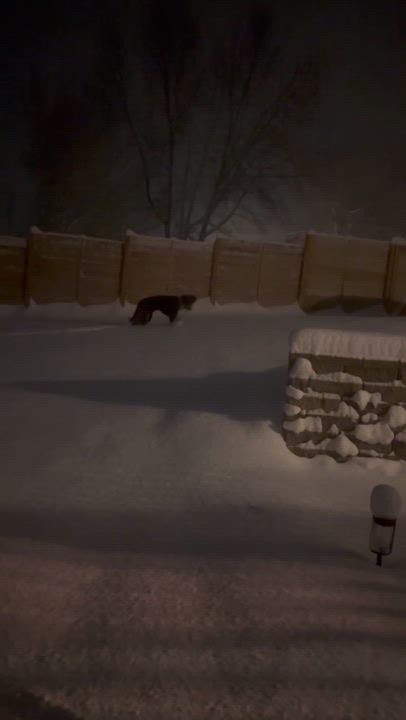 Enlarge Dipper, a ADOPTABLE mixed breed in Allendale, MI video 2/4