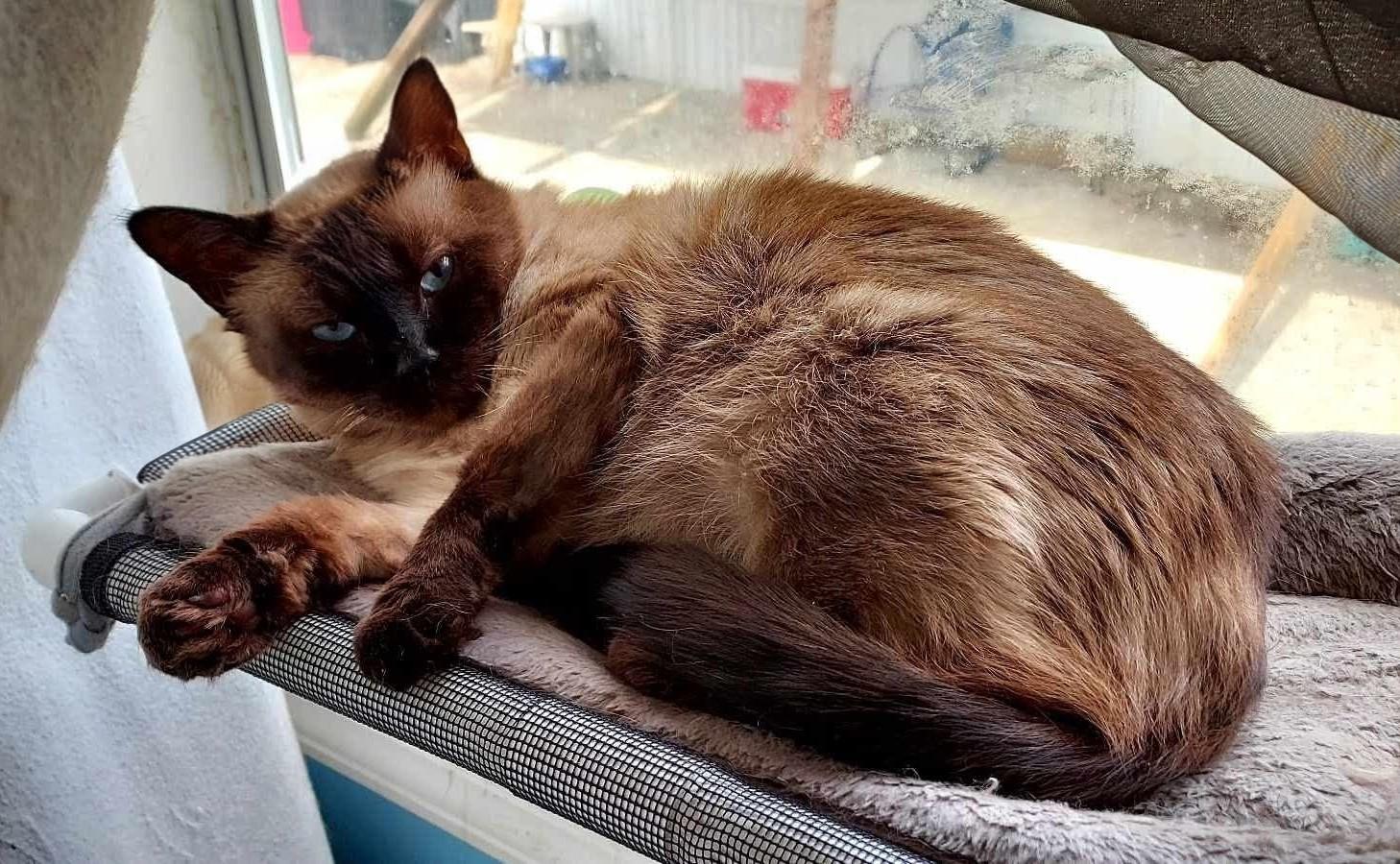 Enlarge Sammie, an adopted Siamese in Fairborn, OH image 3/5