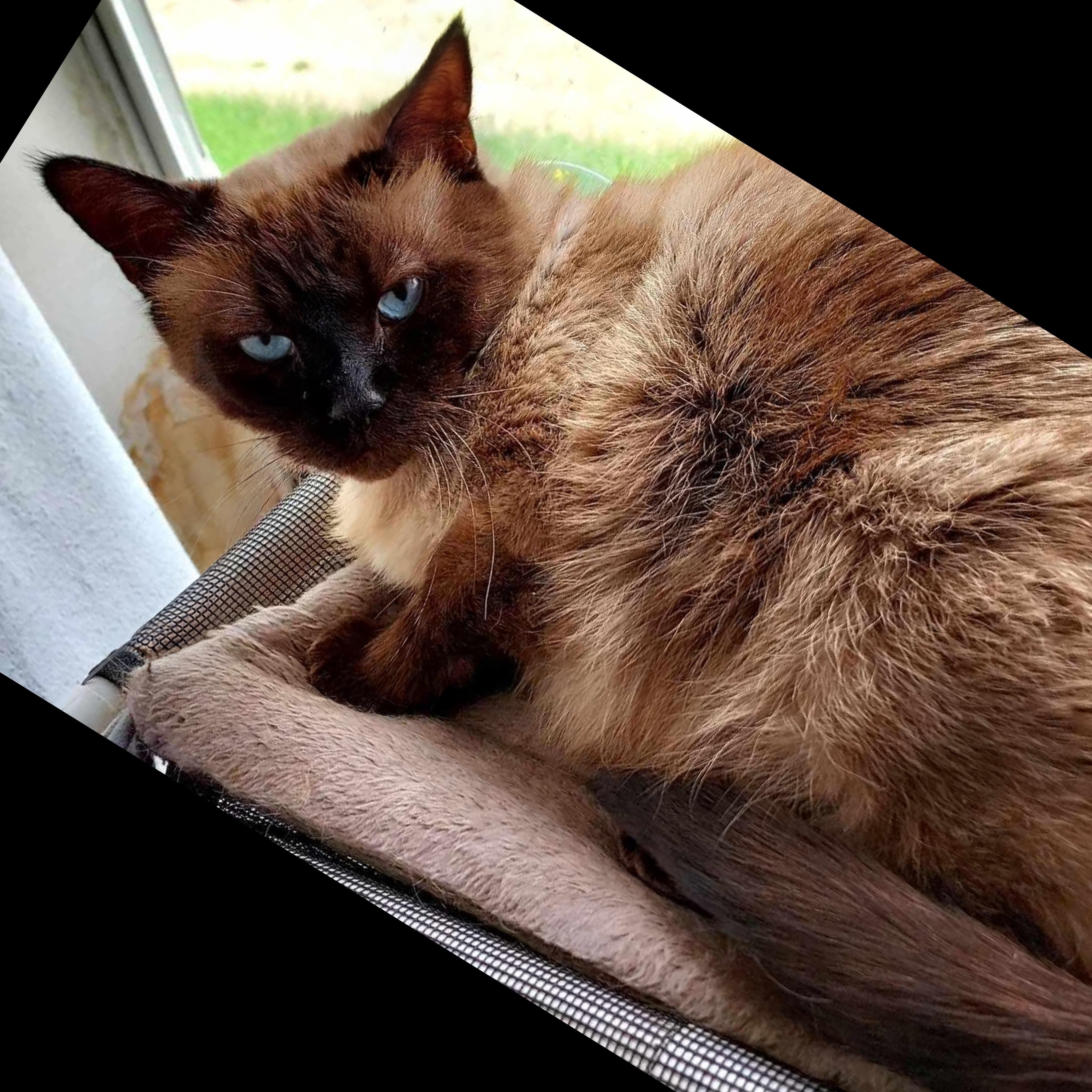 Enlarge Sammie, an adopted Siamese in Fairborn, OH image 2/5