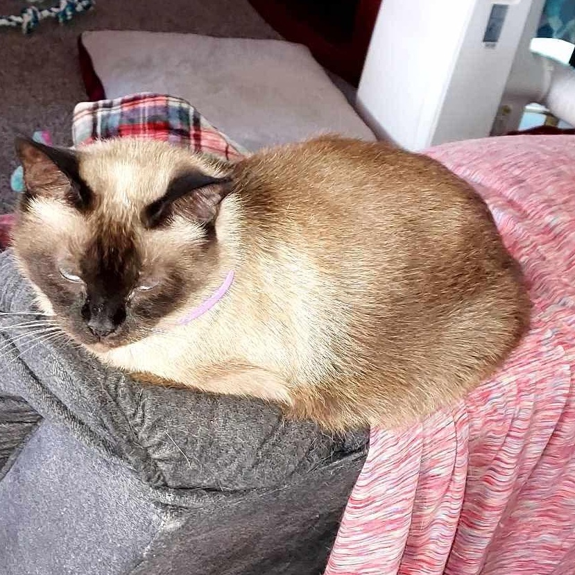 Enlarge Sammie, an adopted Siamese in Fairborn, OH image 4/5