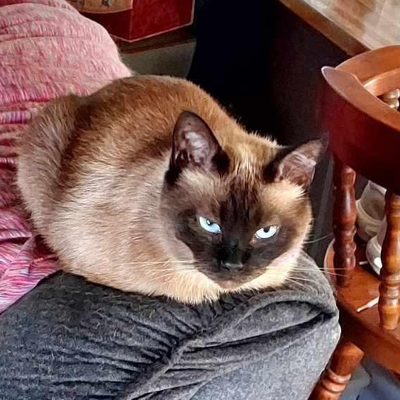 Enlarge Sammie, an adopted Siamese in Fairborn, OH image 5/5