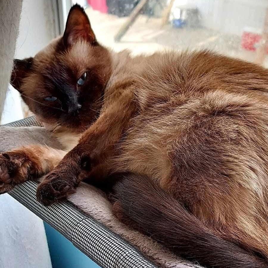 Enlarge Sammie, an adopted Siamese in Fairborn, OH image 1/5