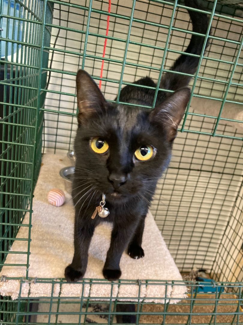 Ollie, Adopted, Kitten Female Domestic Short Hair.