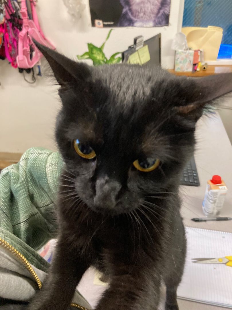 Ollie, a Adopted Domestic Short Hair in Shelton, WA image 2/5