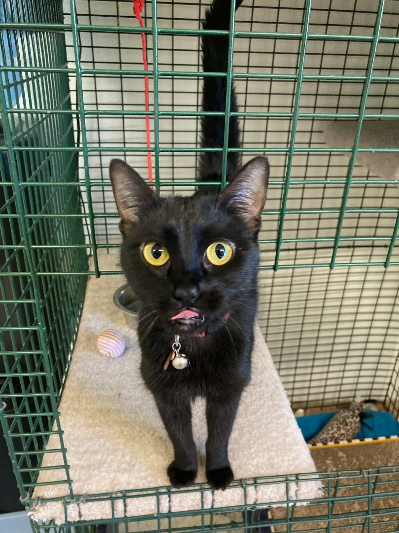 Ollie, a Adopted Domestic Short Hair in Shelton, WA image 3/5