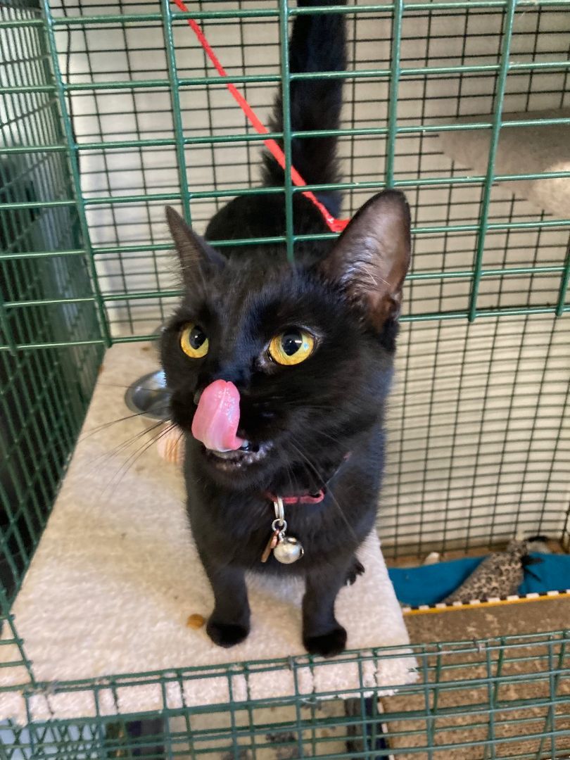 Ollie, a Adopted Domestic Short Hair in Shelton, WA image 4/5