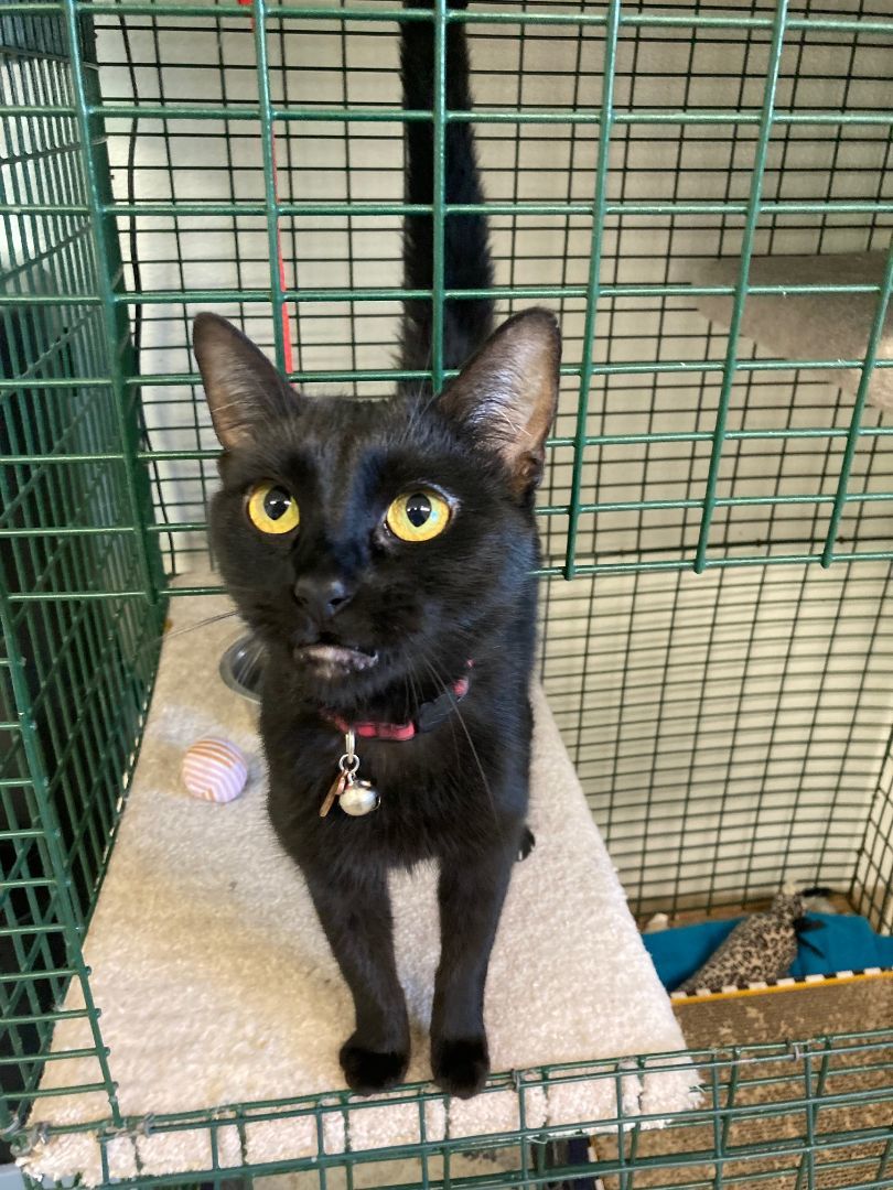 Ollie, a Adopted Domestic Short Hair in Shelton, WA image 5/5