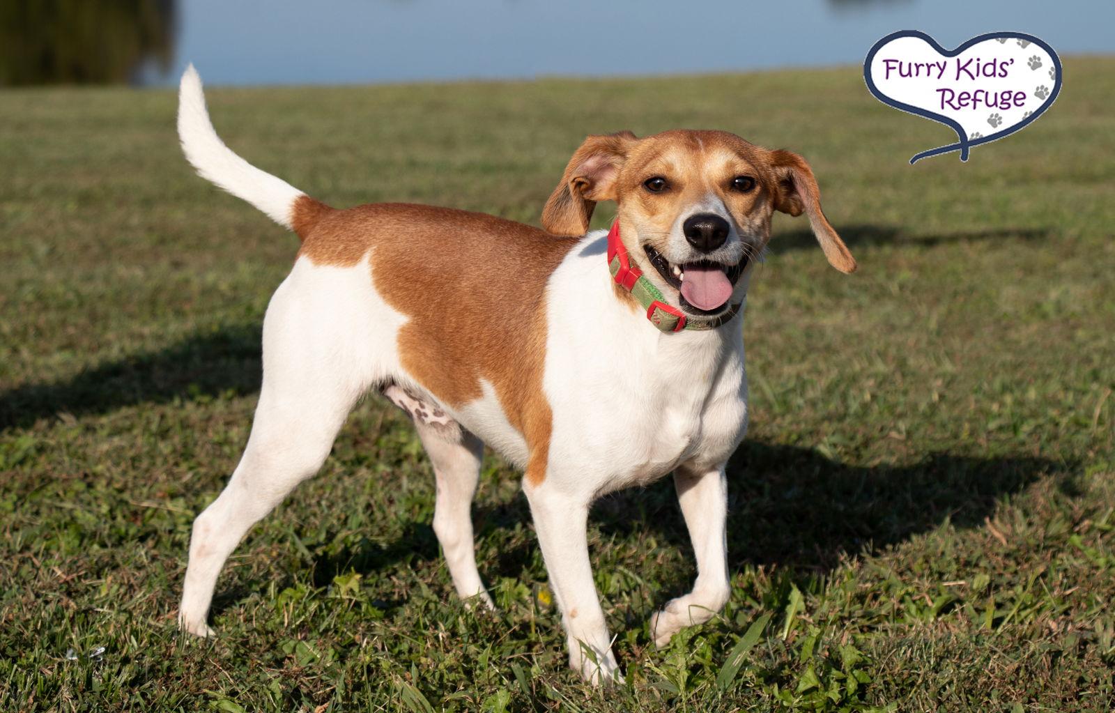Levi, Adopted, Young Male Beagle & Jack Russell Terrier.