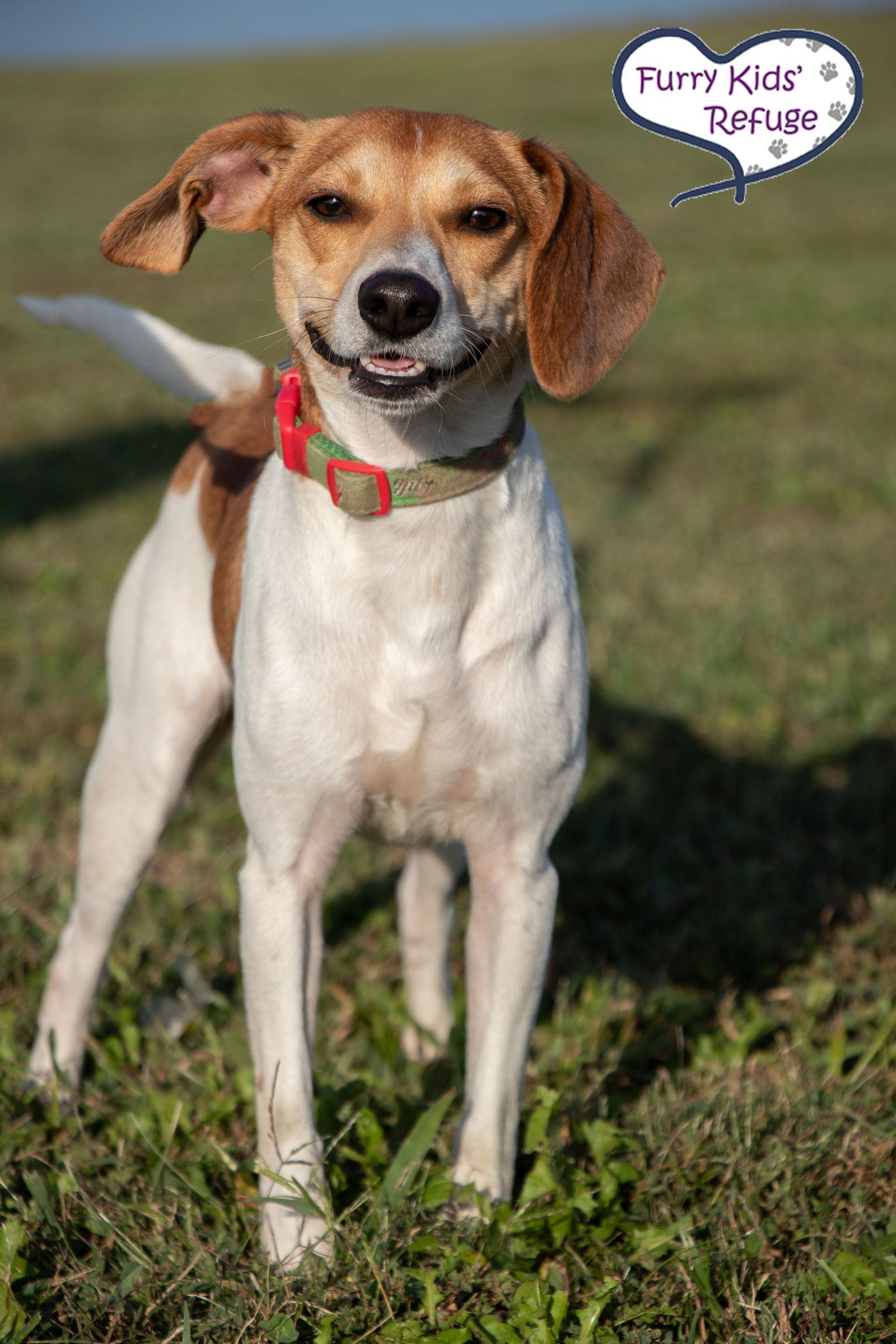 Enlarge Levi, a Adopted mixed breed in Lee's Summit, MO image 2/3