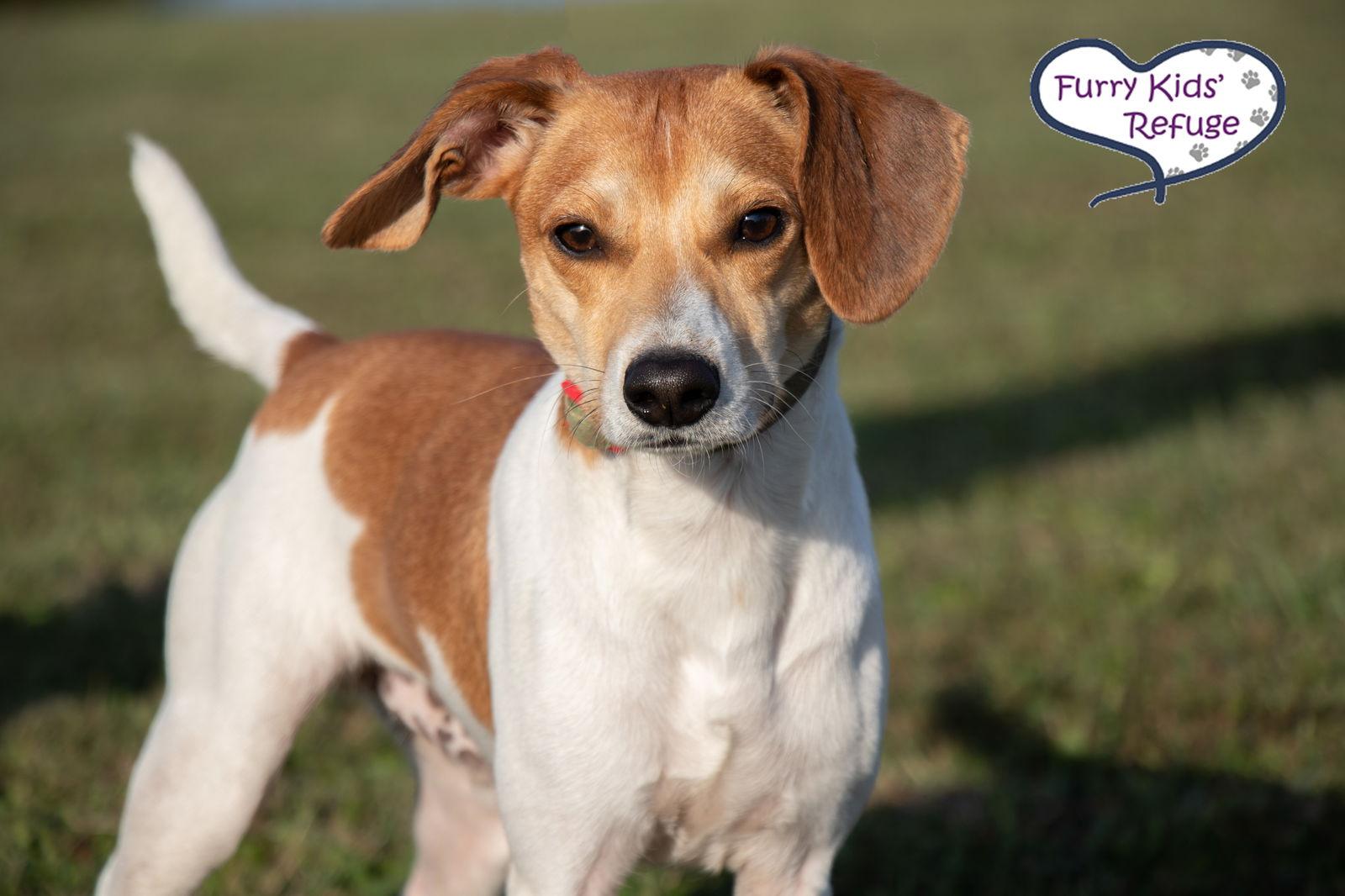 Enlarge Levi, a Adopted mixed breed in Lee's Summit, MO image 3/3