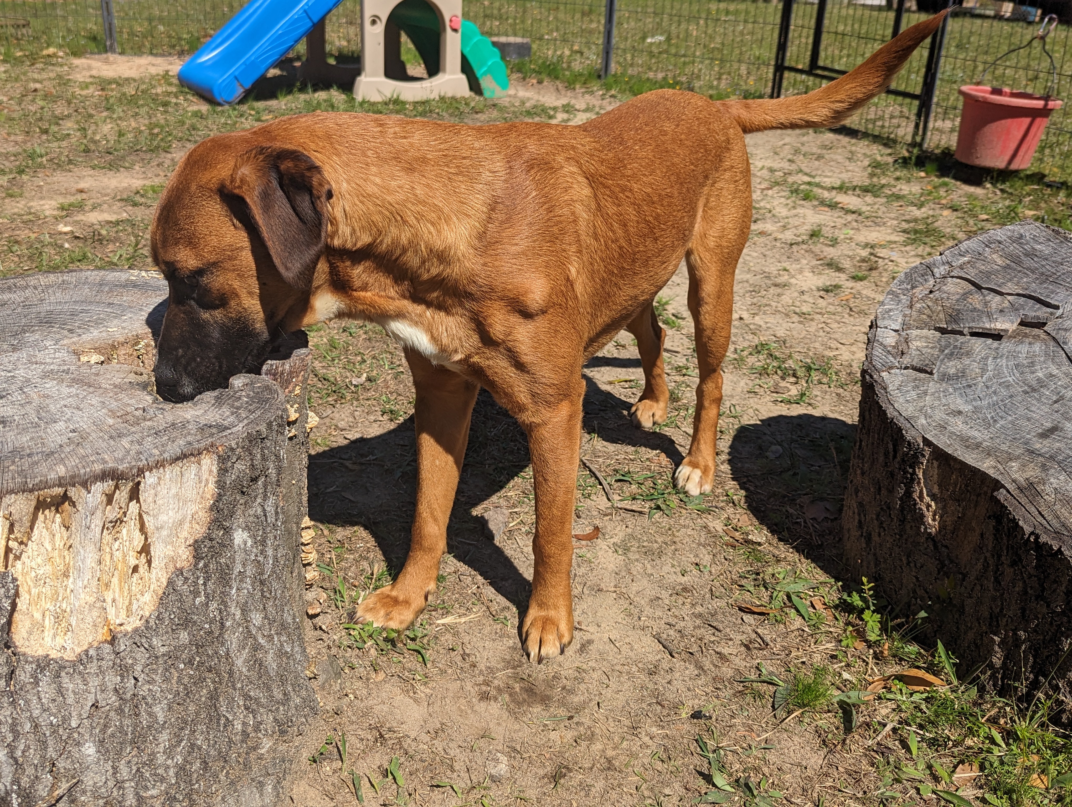 STRIP - Sponsored Adoption Fee!!, a Adoptable mixed breed in West Dover, VT image 3/5