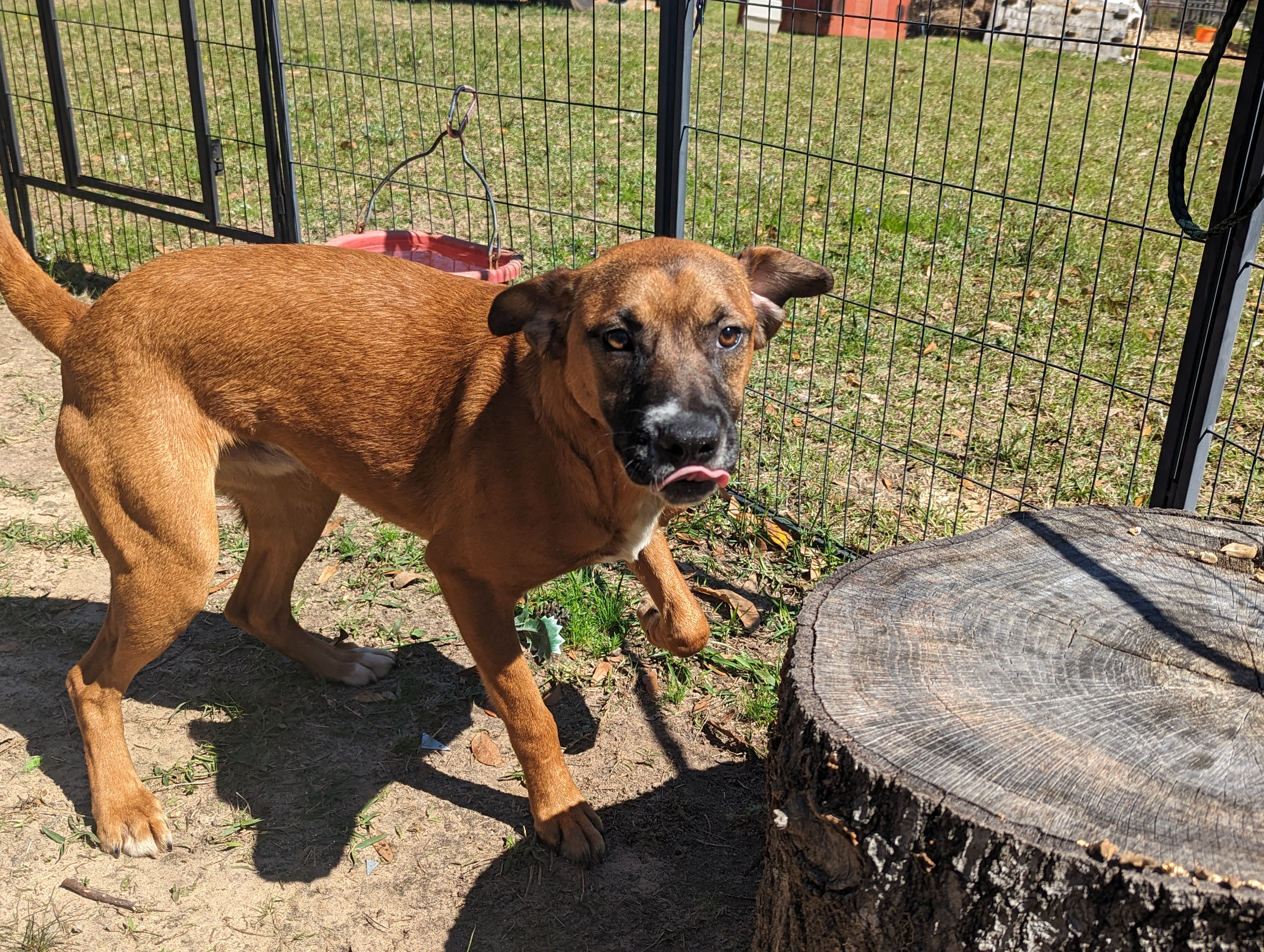 STRIP - Sponsored Adoption Fee!!, a Adoptable mixed breed in West Dover, VT image 1/5
