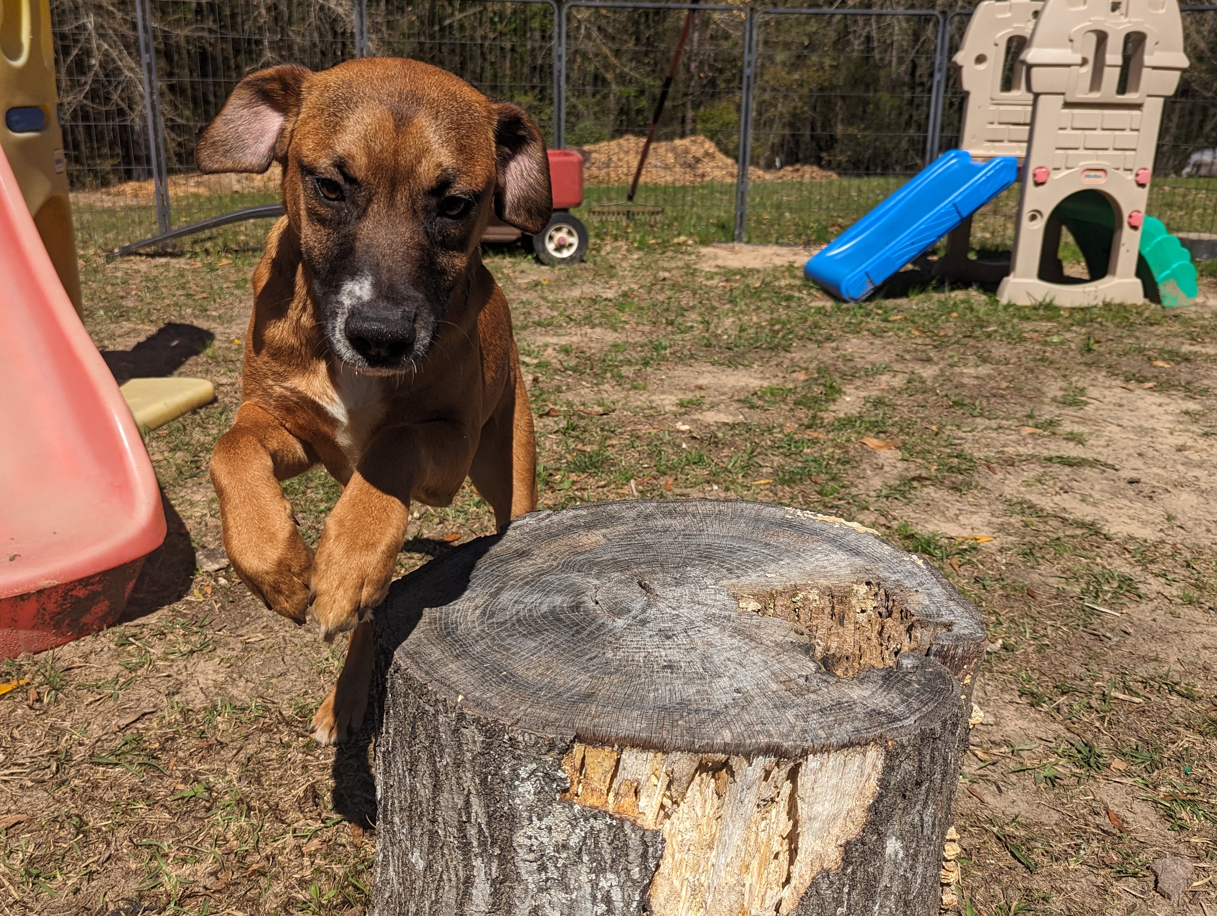 STRIP - Sponsored Adoption Fee!!, a Adoptable mixed breed in West Dover, VT image 2/5