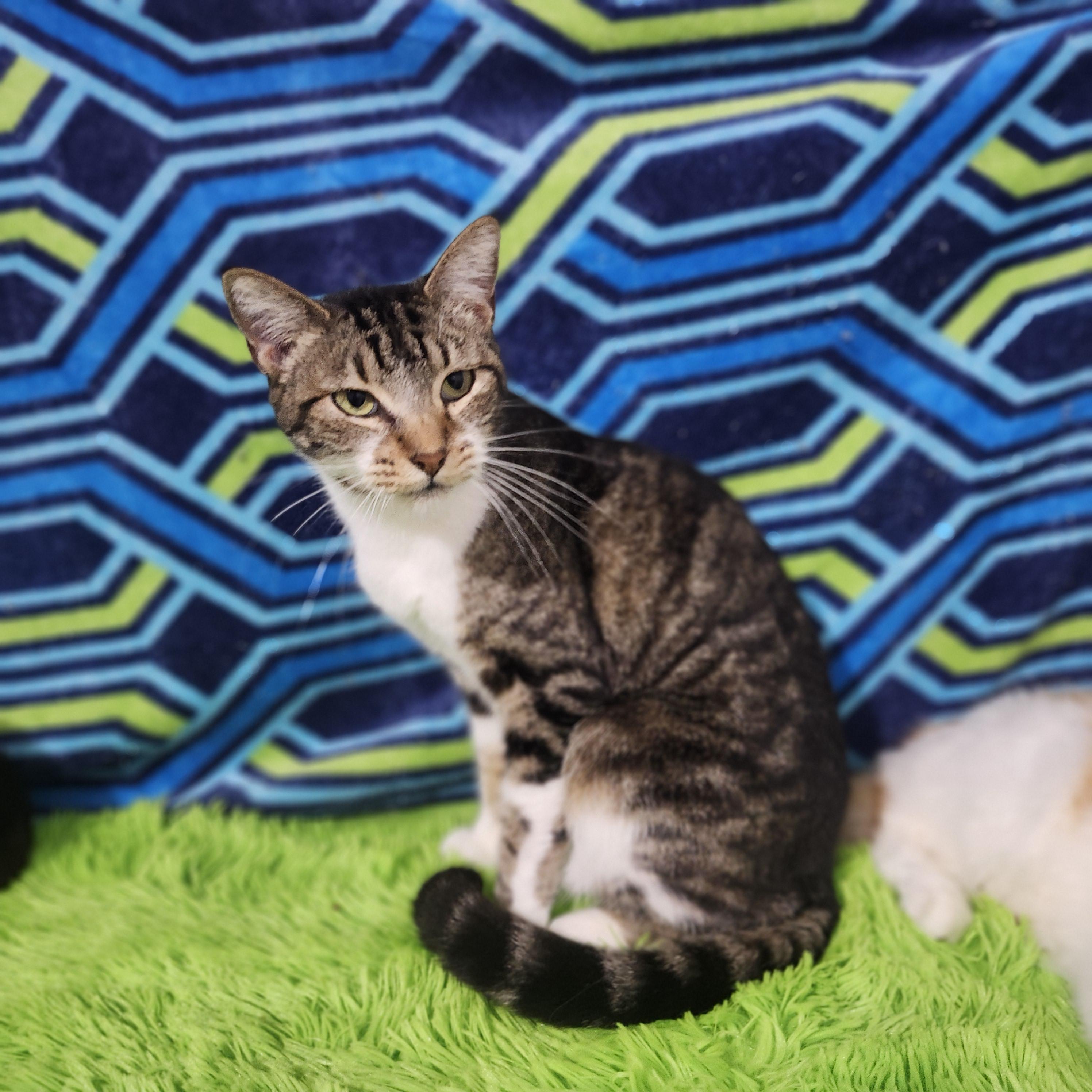 Trey-Dawg, Adoptable, Adult Female Domestic Short Hair.