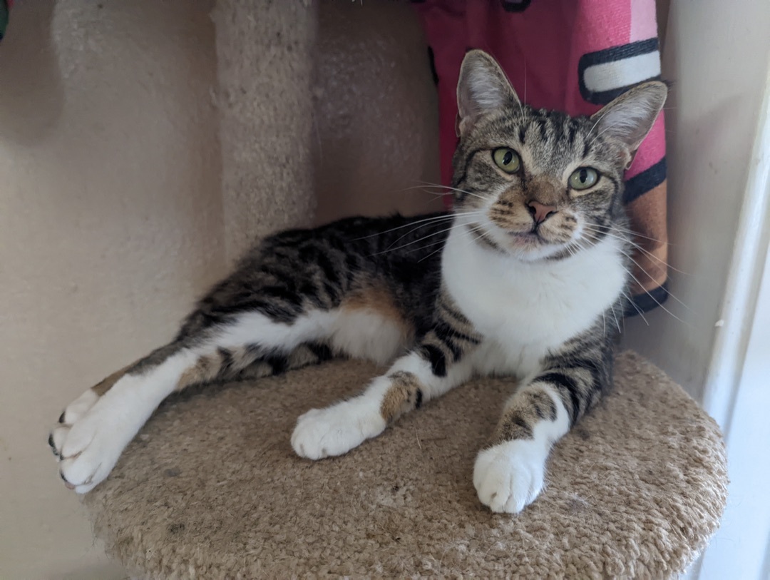 Trey-Dawg, a Adoptable mixed breed in Long Beach, CA image 3/5